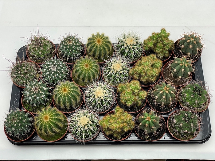 <h4>CACTUS GEM</h4>