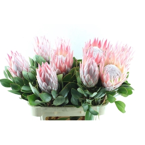 Protea Cynaroides