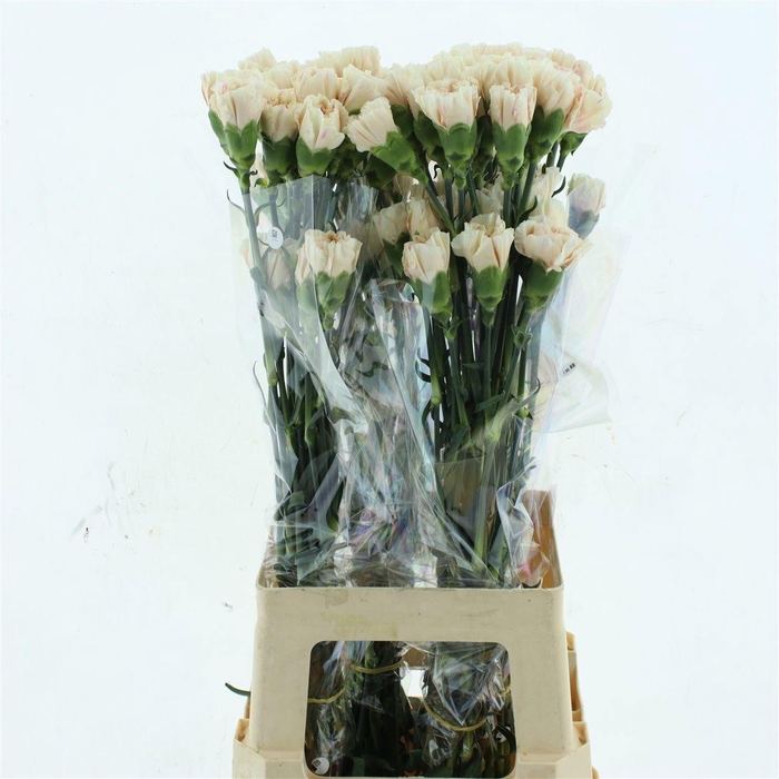 <h4>DI ST APPLE TEA</h4>