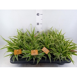 Chlorophytum com. 'Ocean'