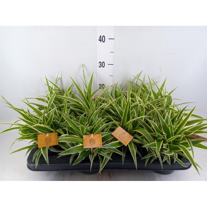 <h4>Chlorophytum com. 'Ocean'</h4>