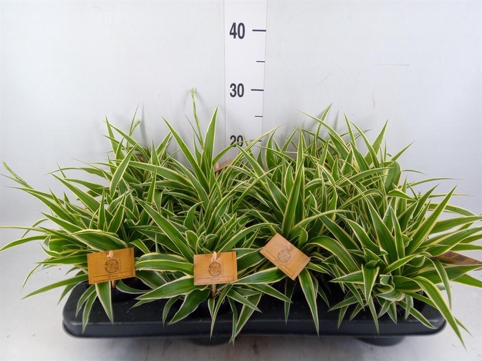 <h4>Chlorophytum com. 'Ocean'</h4>