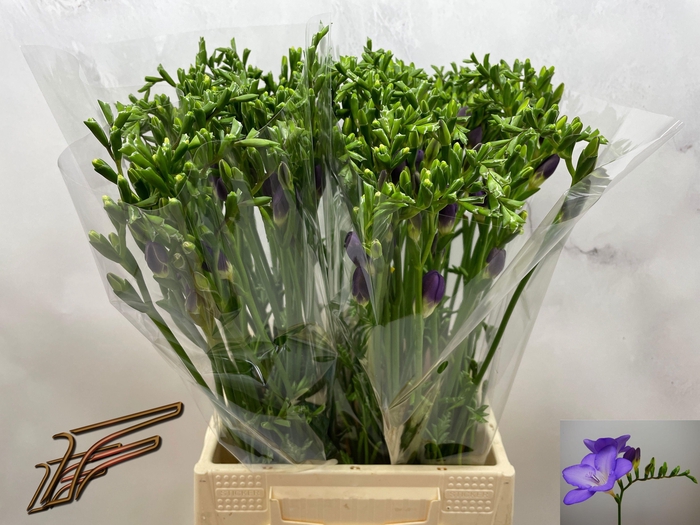 <h4>FR EN MERCURIUS</h4>