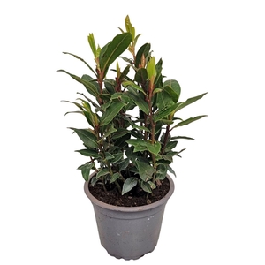 Laurus Nobilis Bush