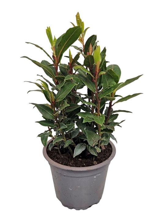 <h4>Laurus Nobilis Bush</h4>