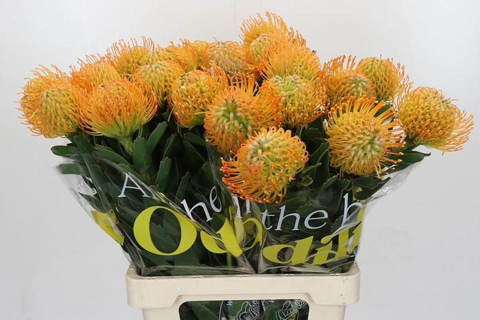 <h4>Nutans Soleil</h4>