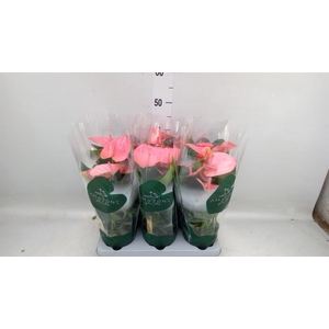 Anthurium andr. 'Sweet Dream'