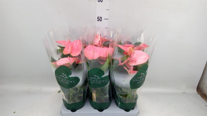<h4>Anthurium andr. 'Sweet Dream'</h4>