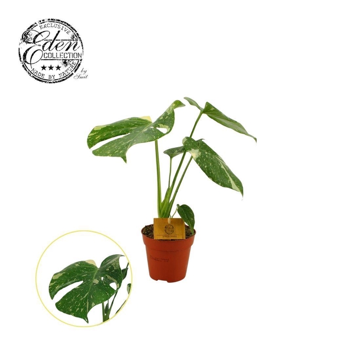<h4>Monstera Thai Constellation 12cm</h4>
