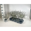 Corokia Cotoneaster