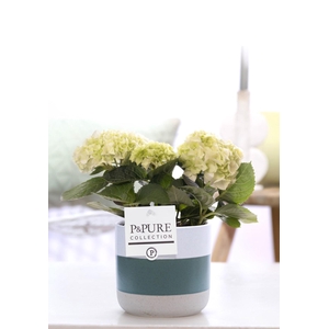 Hydrangea white in P&PURE Lauren ceramics