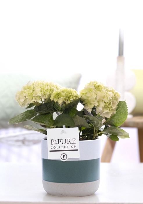 <h4>Hydrangea white in P&PURE Lauren ceramics</h4>