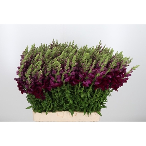 Antir Cool Crimson (rood)