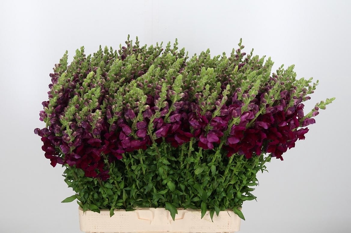 <h4>Antir Cool Crimson (rood)</h4>