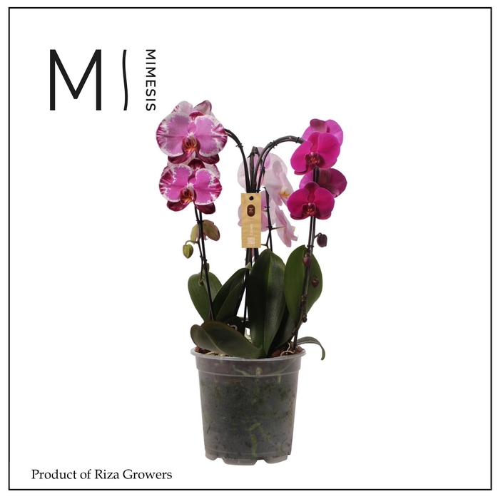<h4>Phalaenopsis Crown Carnaval 3 spike - 21cm | Mimesis</h4>