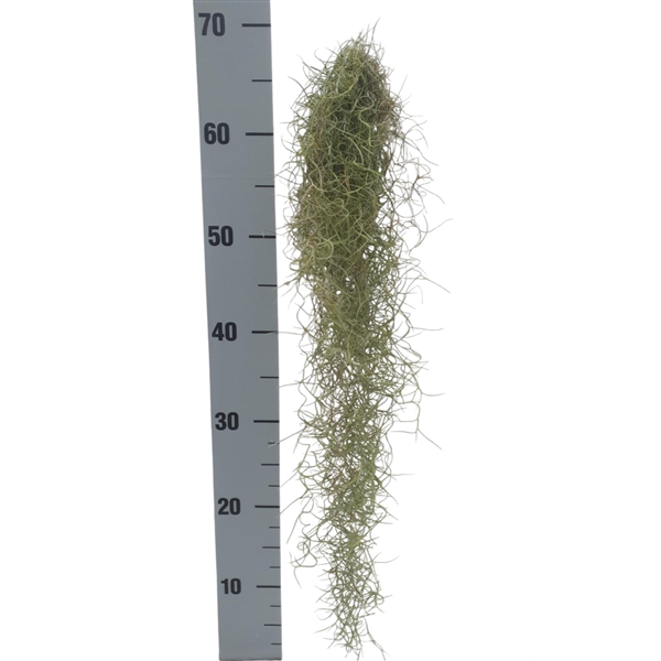 <h4>Tillandsia usneoides green large</h4>