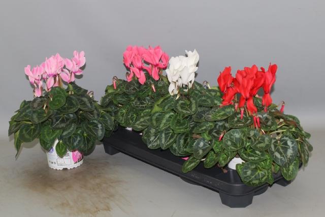 <h4>CYCL GR SUP XL</h4>