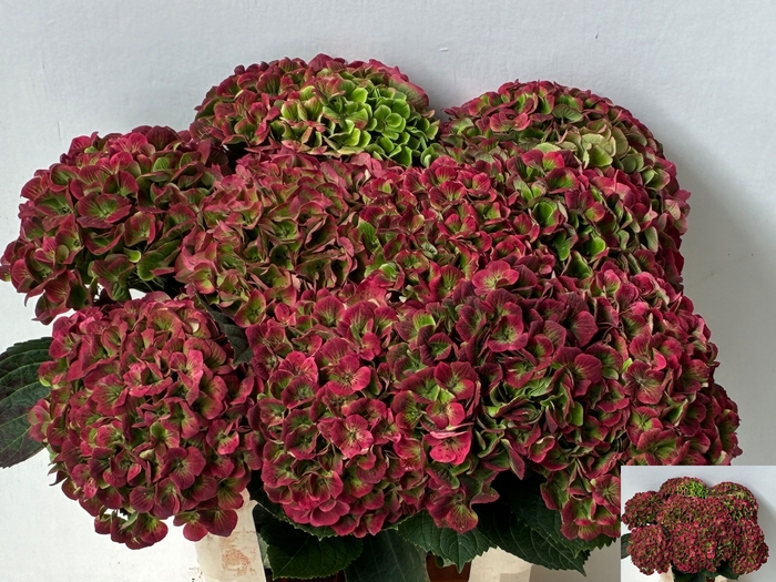 Hydrangea mag amethyst classic
