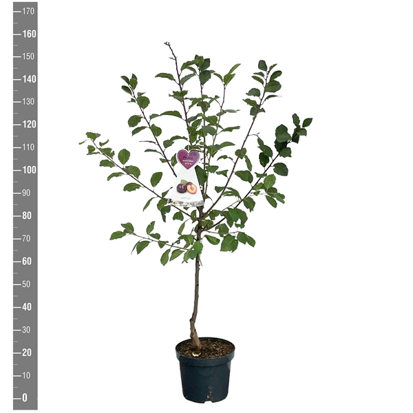 <h4>Prunus d. Jubileum, struik</h4>