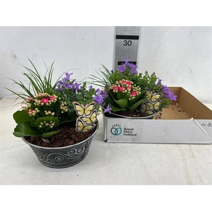 ARR TUIN ZINC GREY CAMP 21CM