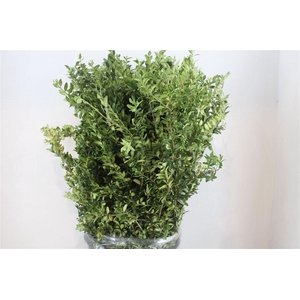 Buxus Green P Bunch