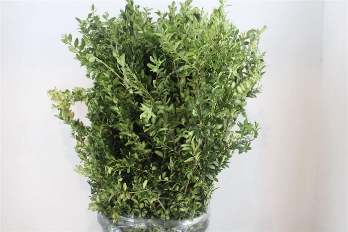<h4>Buxus Green P Bunch</h4>