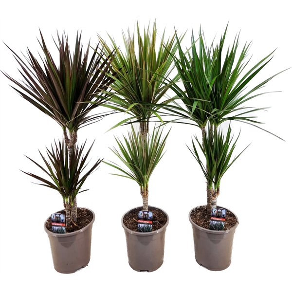 <h4>Dracaena marginata mix</h4>