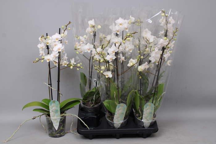 <h4>PHAL MF OV WIT</h4>