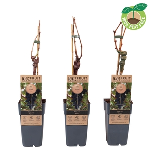 Vitis overig wit