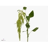 Amar Ca Green Spider