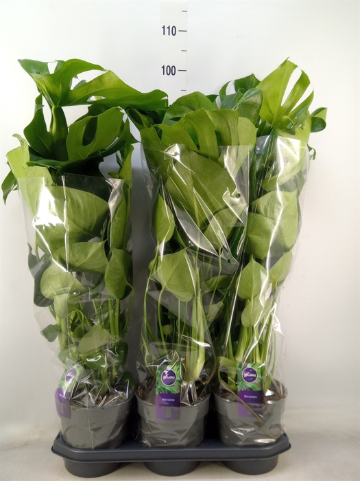 <h4>Monstera delic.</h4>