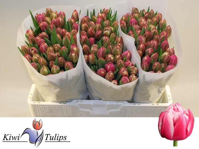 <h4>Tulipa do columbus</h4>