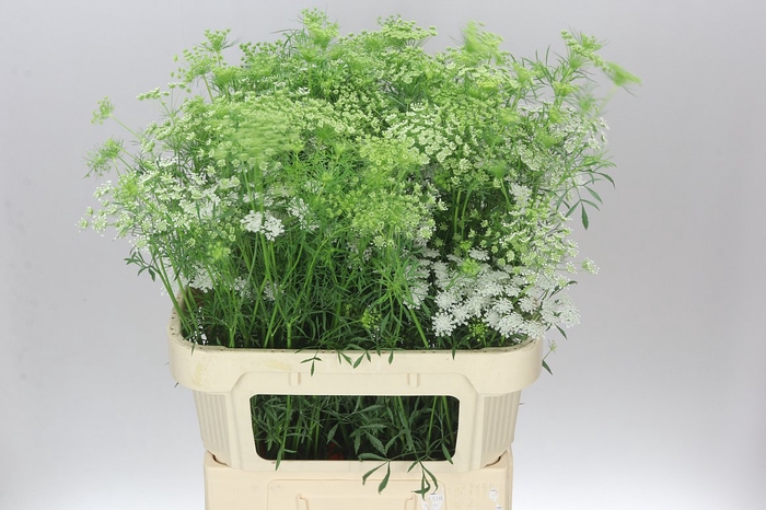 <h4>Ammi Majus</h4>