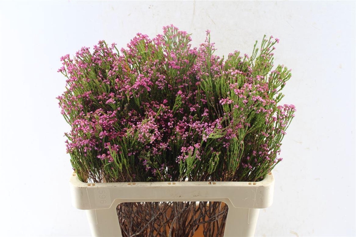 <h4>Kaaps Erica Pink</h4>