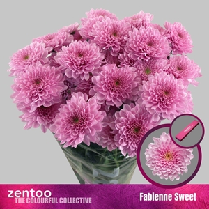 CHRYSANTHEMUM TR 'FABIENNE SWEET'