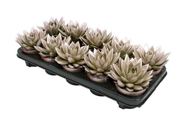 <h4>ECHEV MIRANDA</h4>