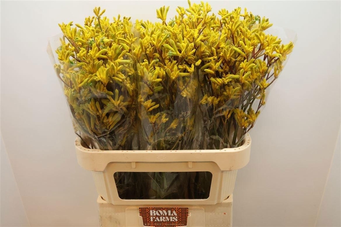 <h4>ANIGOZ YELLOW GEM</h4>