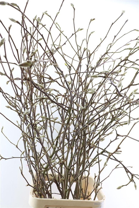 Magnolia Extra P Stem 160cm X7