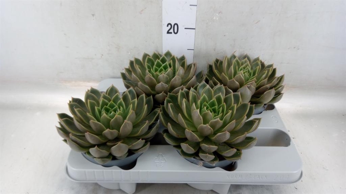 <h4>Echeveria   ...not flowering</h4>