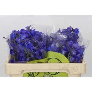 Delphinium Oriental Blue