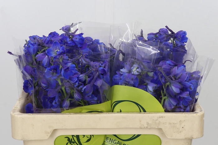 <h4>Delphinium Oriental Blue</h4>