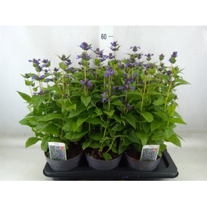Nepeta nervosa