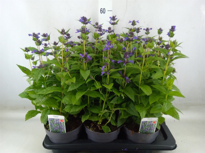 <h4>Nepeta nervosa</h4>