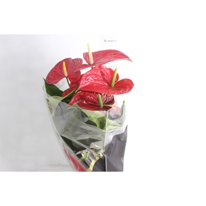 ANTHURIUM MICHIGAN P17 PREMIUM
