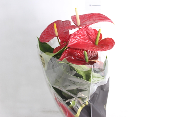 <h4>ANTHURIUM MICHIGAN P17 PREMIUM</h4>