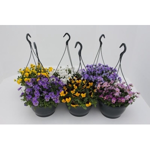 Viola Co Gemengd hangpot