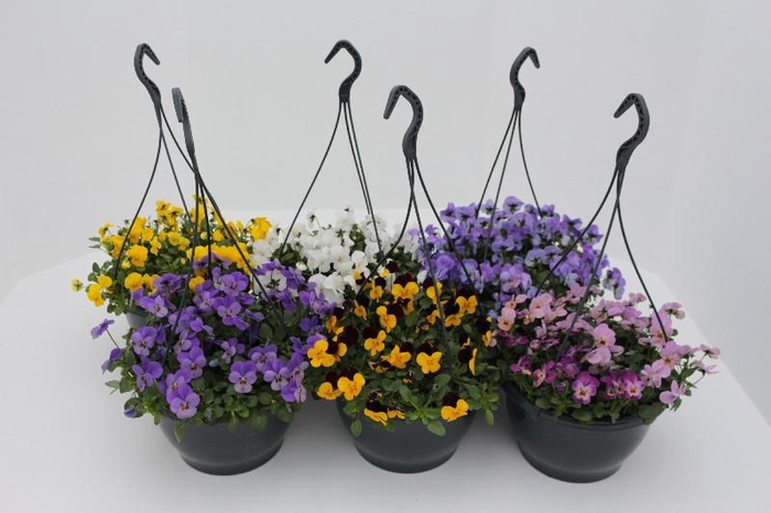 <h4>Viola Co Gemengd hangpot</h4>