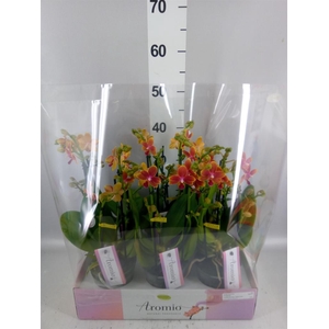 Phalaenopsis multi.   ...orange