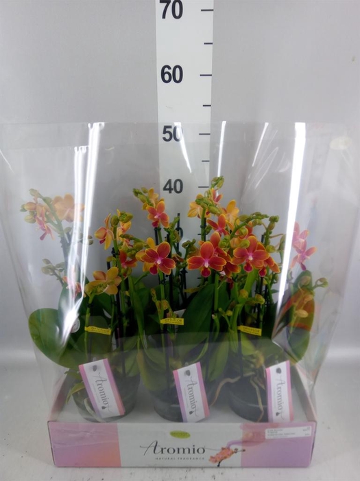 <h4>Phalaenopsis multi.   ...orange</h4>