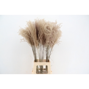 DF Miscanthus Dry Feather